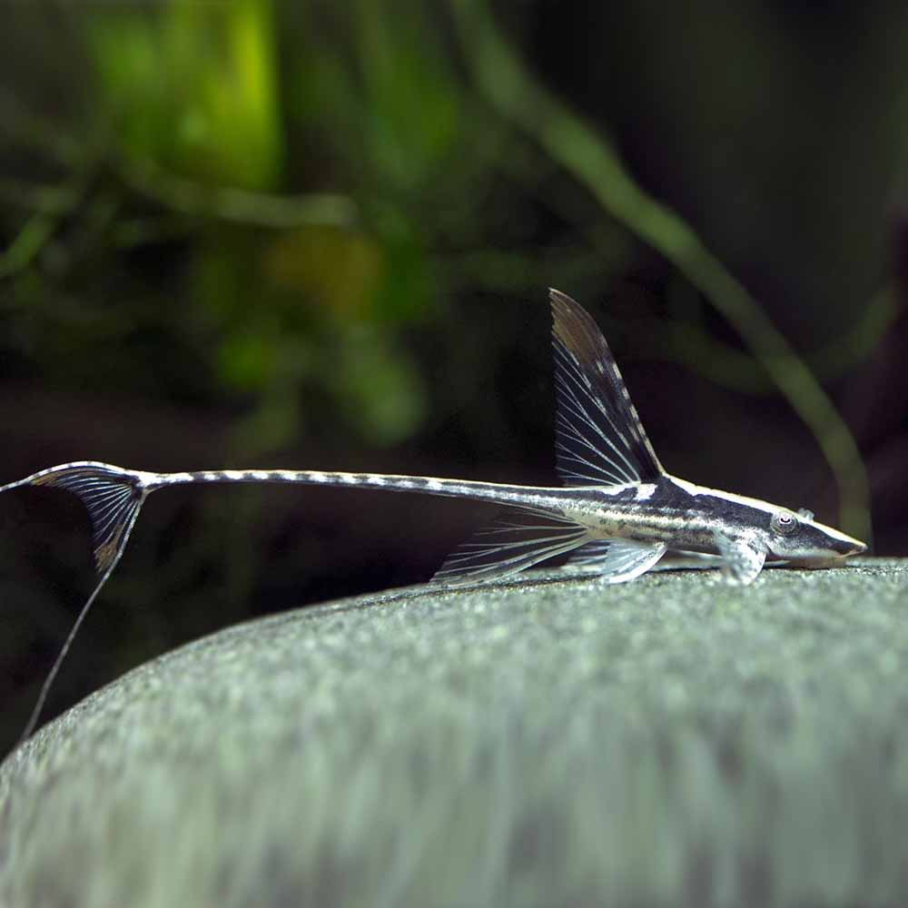 Sturisoma panamense Sturisoma panamense