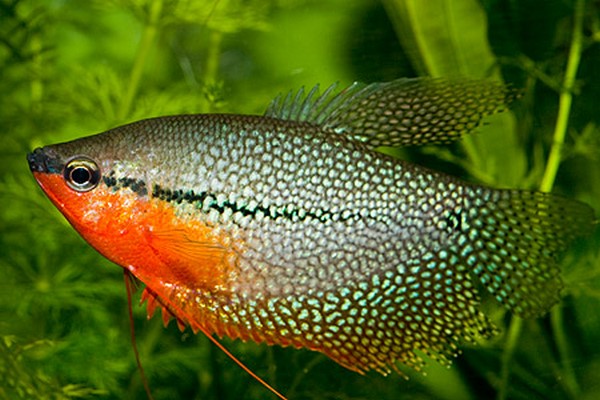 Trichogaster leeri