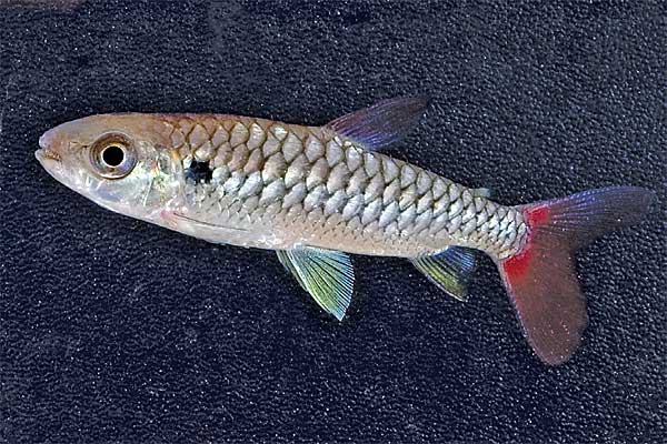 Крупночешуйчатый хальцеус Chalceus macrolepidotus Tropica.RU