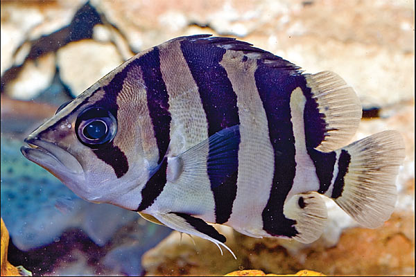 Coius microlepis