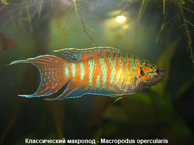 Классический макропод - Macropodus opercularis