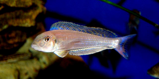 Xenotilapia melanogenys